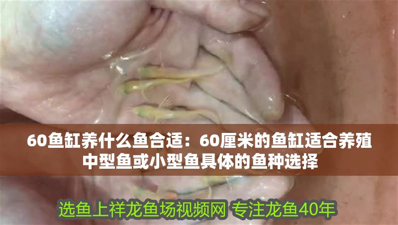 60魚缸養什么魚合適：60厘米的魚缸適合養殖中型魚或小型魚具體的魚種選擇