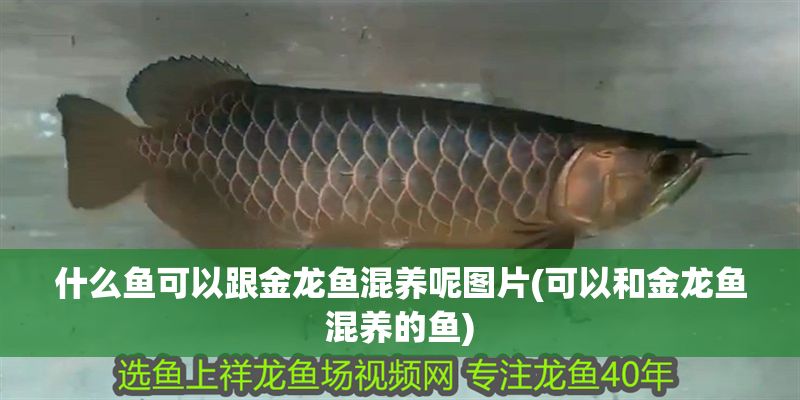 什么魚可以跟金龍魚混養呢圖片(可以和金龍魚混養的魚)