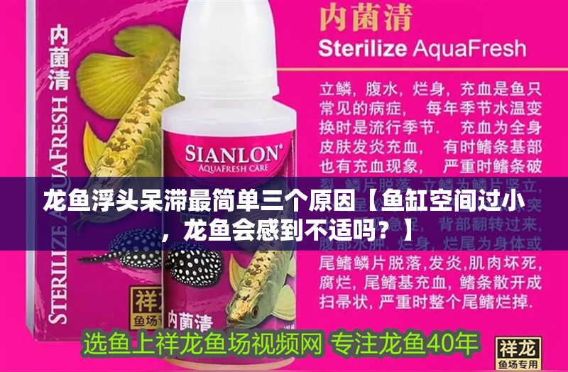 龍魚浮頭呆滯最簡單三個原因【魚缸空間過小，龍魚會感到不適嗎？】
