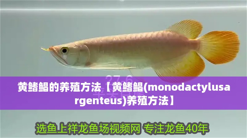 黃鰭鯧的養殖方法【黃鰭鯧(monodactylusargenteus)養殖方法】