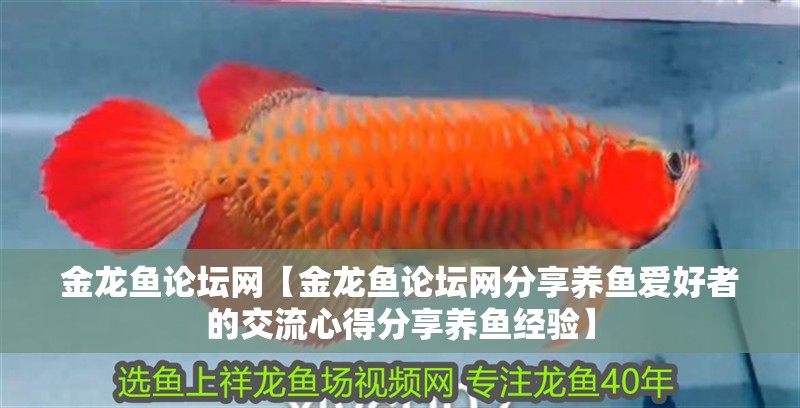 金龍魚論壇網【金龍魚論壇網分享養魚愛好者的交流心得分享養魚經驗】