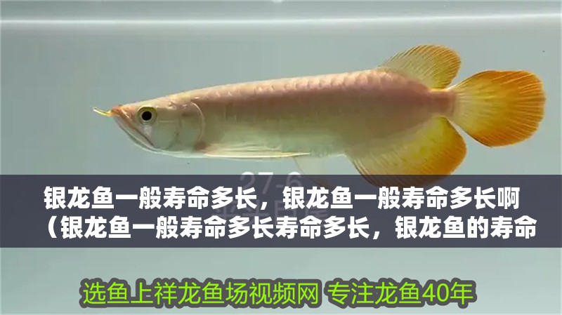 銀龍魚(yú)一般壽命多長(zhǎng)，銀龍魚(yú)一般壽命多長(zhǎng)啊（銀龍魚(yú)一般壽命多長(zhǎng)壽命多長(zhǎng)，銀龍魚(yú)的壽命可以活多久）