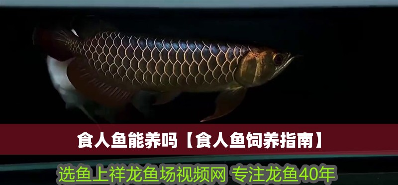 食人魚能養(yǎng)嗎【食人魚飼養(yǎng)指南】