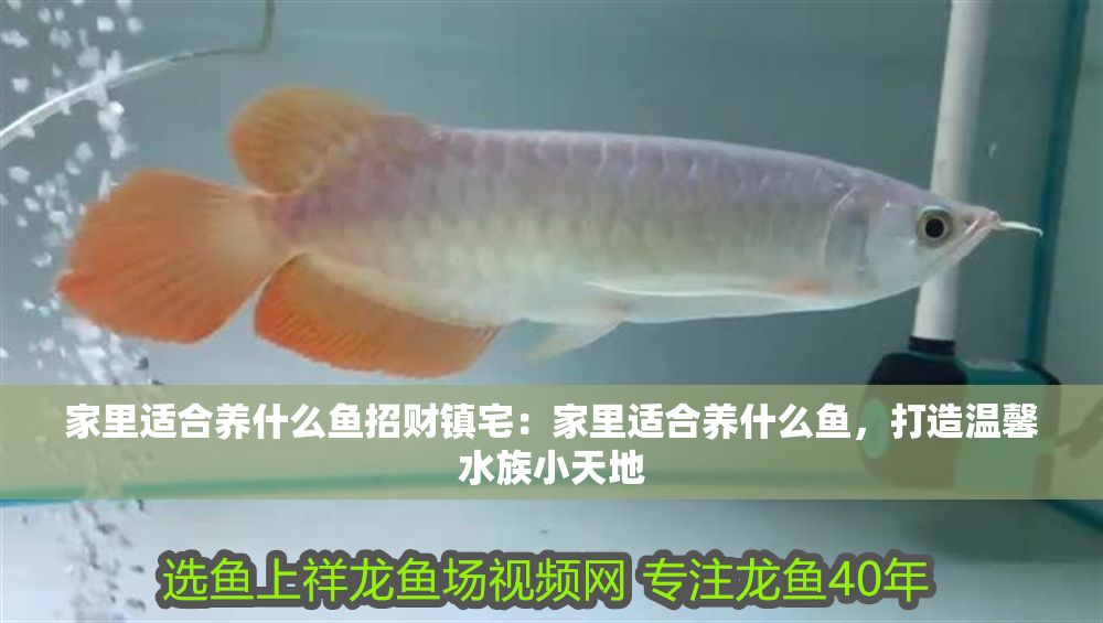 家里適合養什么魚招財鎮宅：家里適合養什么魚，打造溫馨水族小天地