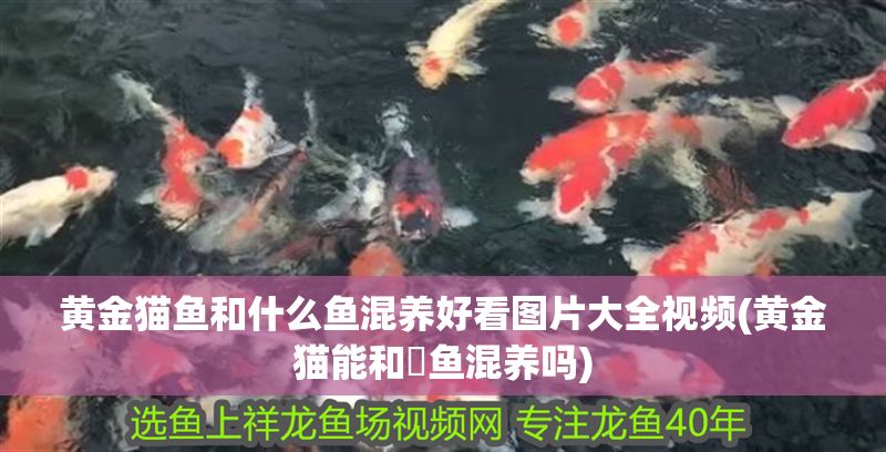 黃金貓魚和什么魚混養好看圖片大全視頻(黃金貓能和魟魚混養嗎)