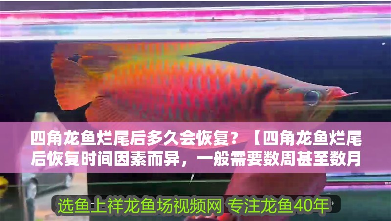 四角龍魚爛尾后多久會恢復？【四角龍魚爛尾后恢復時間因素而異，一般需要數周甚至數月】