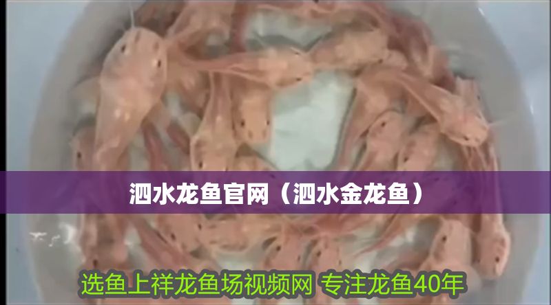 泗水龍魚官網（泗水金龍魚）
