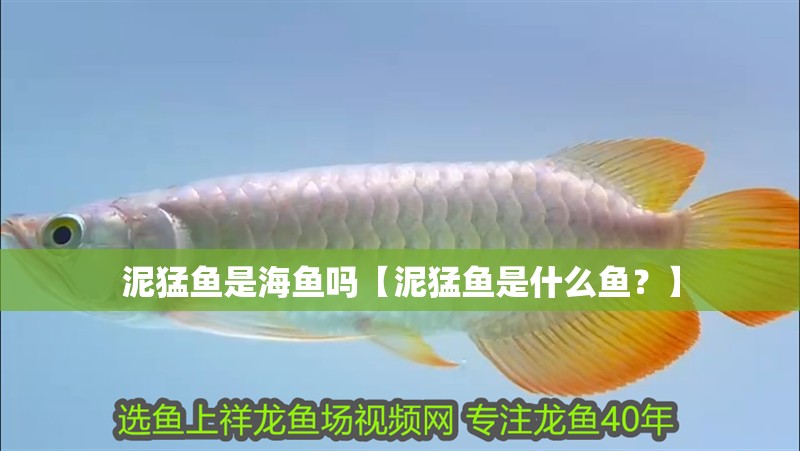 泥猛魚是海魚嗎【泥猛魚是什么魚？】