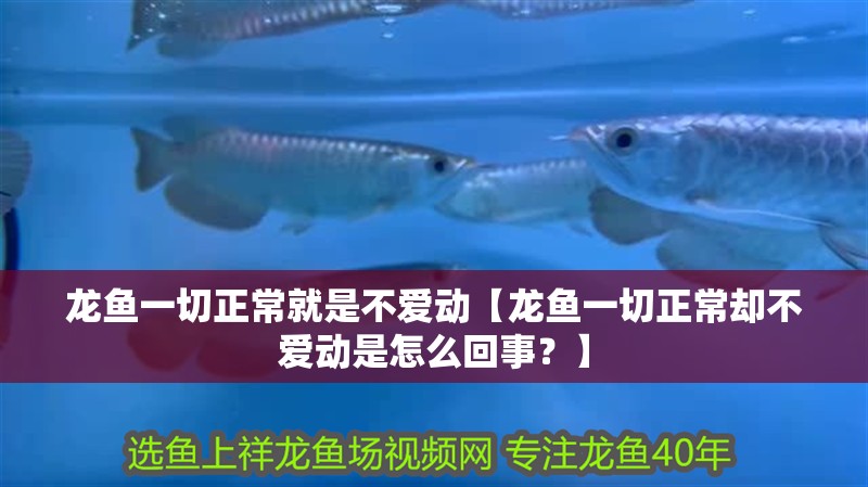 龍魚一切正常就是不愛動【龍魚一切正常卻不愛動是怎么回事？】