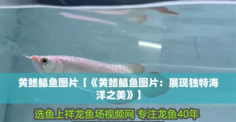 黃鰭鯧魚圖片【《黃鰭鯧魚圖片：展現獨特海洋之美》】
