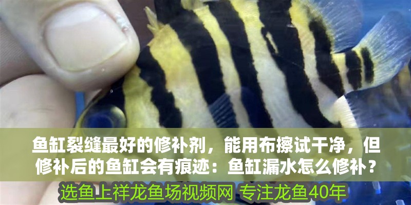 魚缸裂縫最好的修補劑，能用布擦試干凈，但修補后的魚缸會有痕跡：魚缸漏水怎么修補？ 魚缸裂縫最好的修補劑，能用布擦試干凈，但修補后的魚缸會有痕跡：魚缸漏水怎么修補？ 魚缸百科