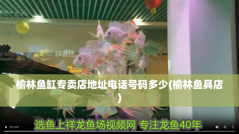 榆林魚缸專賣店地址電話號碼多少(榆林魚具店) 黃金貓魚百科 第1張 榆林魚缸專賣店地址電話號碼多少(榆林魚具店) 榆林魚缸專賣店地址電話號碼多少(榆林魚具店) 黃金貓魚百科 第1張