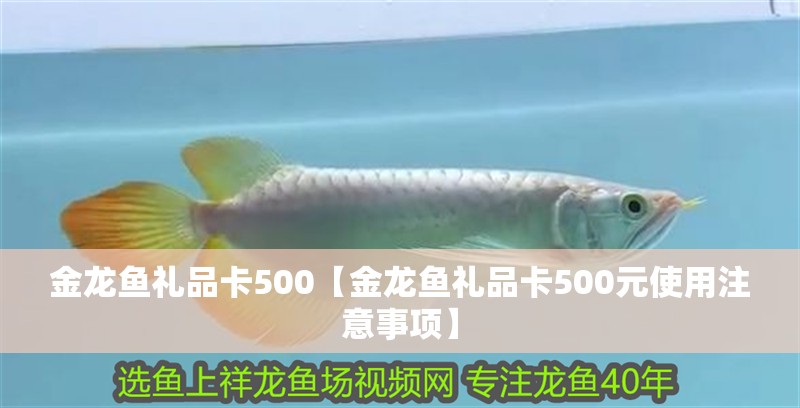 金龍魚禮品卡500【金龍魚禮品卡500元使用注意事項(xiàng)】