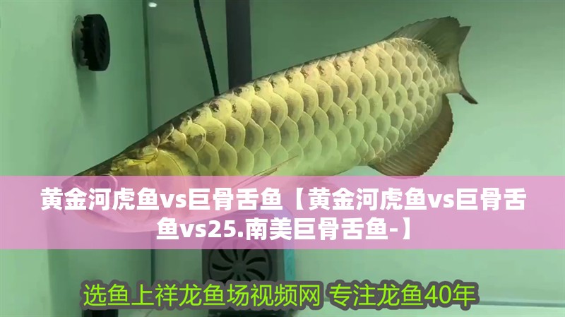 黃金河虎魚vs巨骨舌魚【黃金河虎魚vs巨骨舌魚vs25.南美巨骨舌魚-】