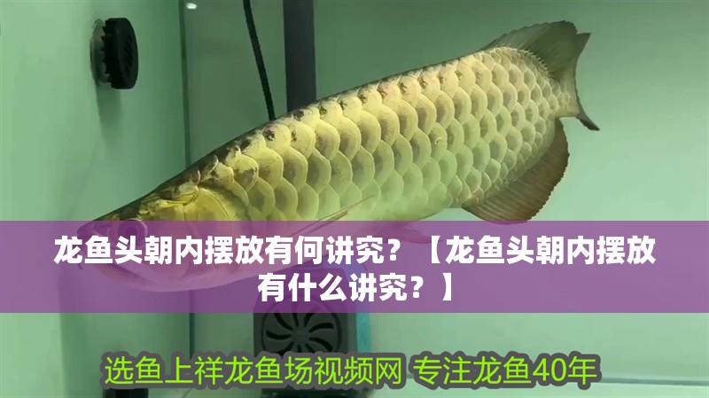 龍魚頭朝內擺放有何講究？【龍魚頭朝內擺放有什么講究？】