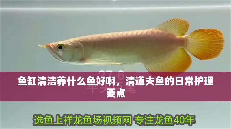 魚缸清潔養什么魚好啊，清道夫魚的日常護理要點