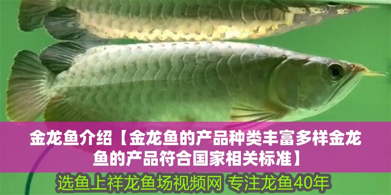 金龍魚介紹【金龍魚的產品種類豐富多樣金龍魚的產品符合國家相關標準】