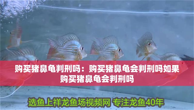 購(gòu)買豬鼻龜判刑嗎：購(gòu)買豬鼻龜會(huì)判刑嗎如果購(gòu)買豬鼻龜會(huì)判刑嗎