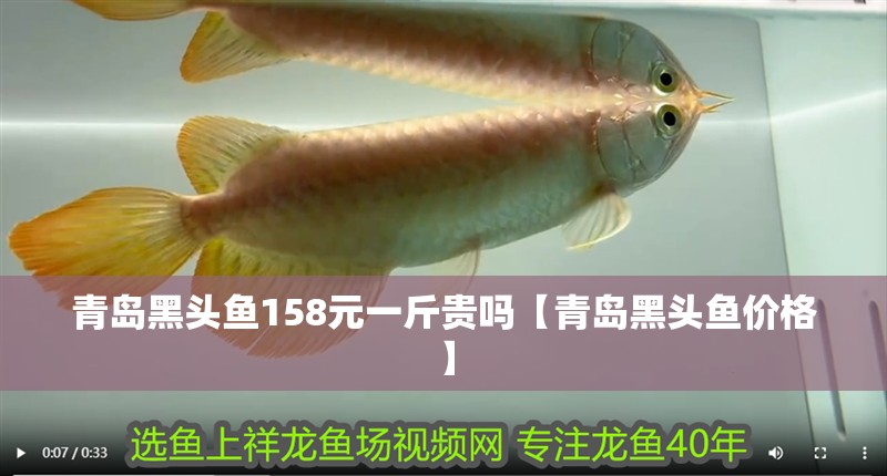 青島黑頭魚158元一斤貴嗎【青島黑頭魚價格】