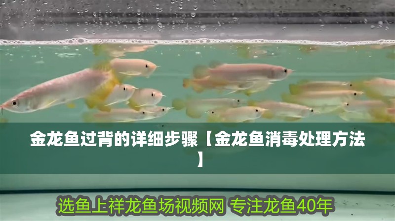 金龍魚過背的詳細步驟【金龍魚消毒處理方法】