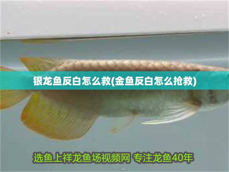 銀龍魚反白怎么救(金魚反白怎么搶救)