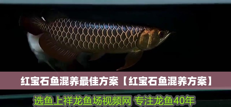 紅寶石魚混養最佳方案【紅寶石魚混養方案】 紅寶石魚混養最佳方案【紅寶石魚混養方案】 龍魚論壇