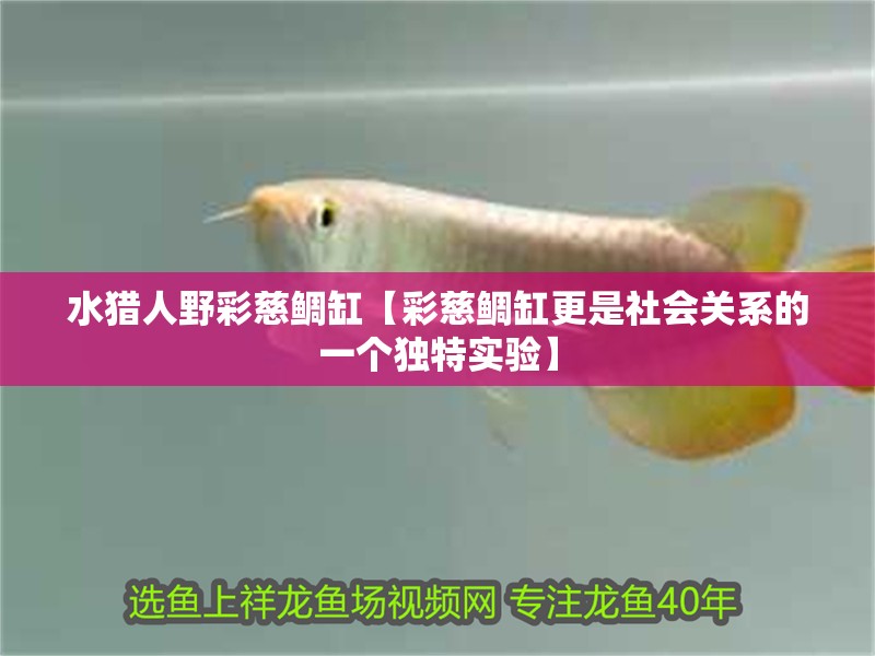 水獵人野彩慈鯛缸【彩慈鯛缸更是社會關系的一個獨特實驗】
