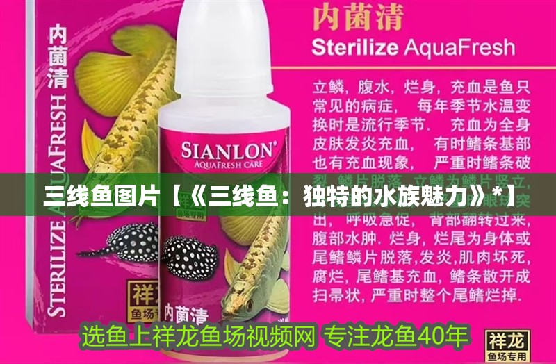 三線魚圖片【《三線魚：獨特的水族魅力》*】 三線魚圖片【《三線魚：獨特的水族魅力》*】 龍魚論壇