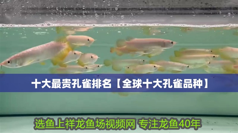 十大最貴孔雀排名【全球十大孔雀品種】