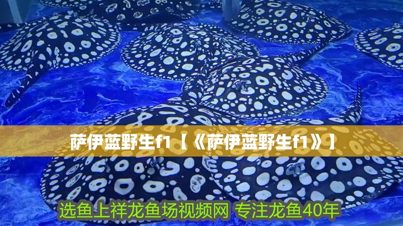 薩伊藍(lán)野生f1【《薩伊藍(lán)野生f1》】