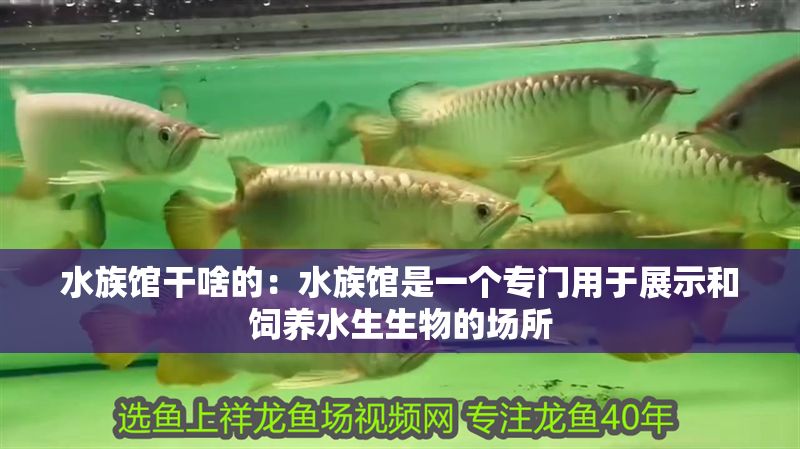 水族館干啥的：水族館是一個專門用于展示和飼養(yǎng)水生生物的場所