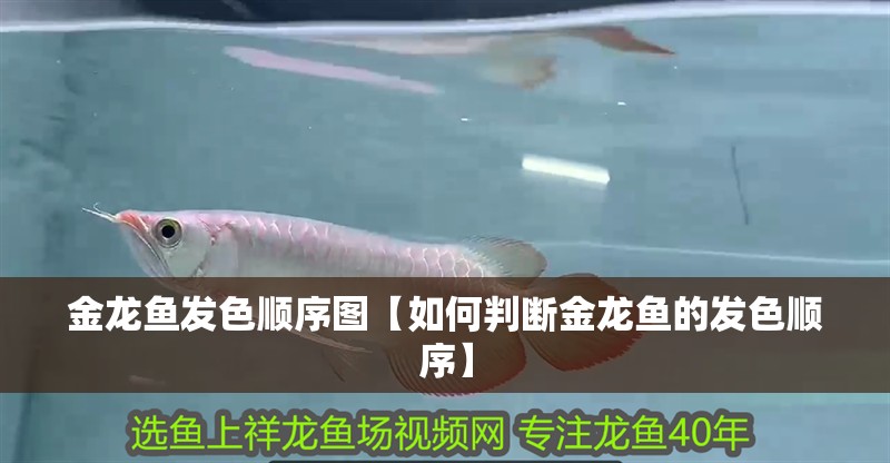 金龍魚發色順序圖【如何判斷金龍魚的發色順序】