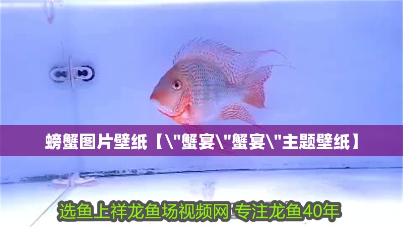 螃蟹圖片壁紙【\