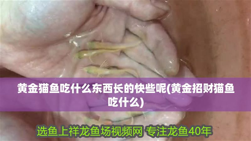 黃金貓魚吃什么東西長的快些呢(黃金招財貓魚吃什么)