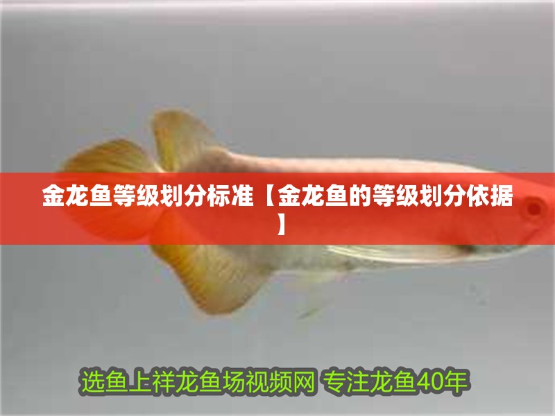 金龍魚等級(jí)劃分標(biāo)準(zhǔn)【金龍魚的等級(jí)劃分依據(jù)】