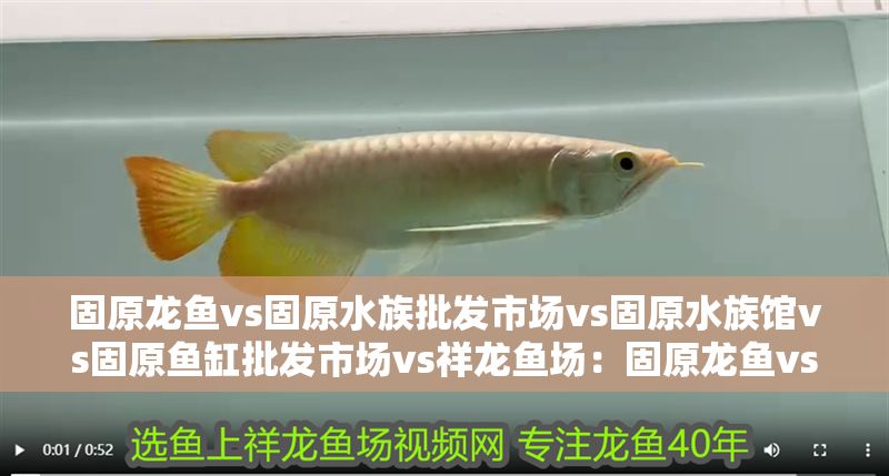 固原龍魚vs固原水族批發市場vs固原水族館vs固原魚缸批發市場vs祥龍魚場：固原龍魚vs固原水族批發市場