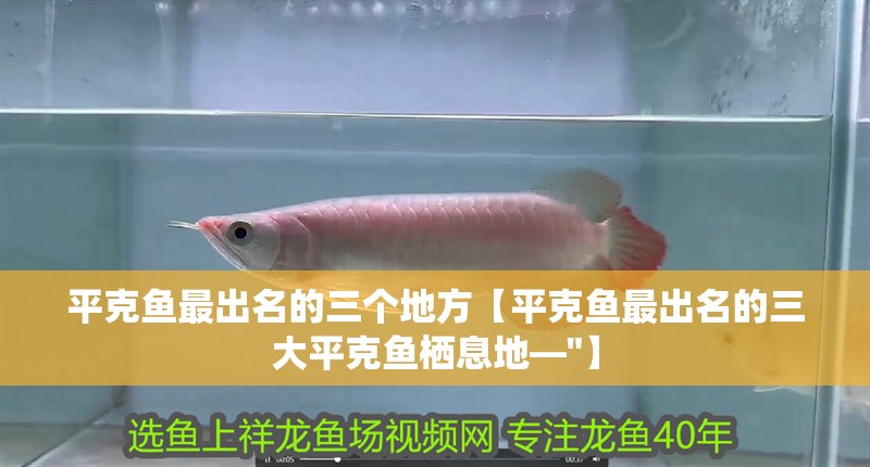 平克魚最出名的三個地方【平克魚最出名的三大平克魚棲息地—