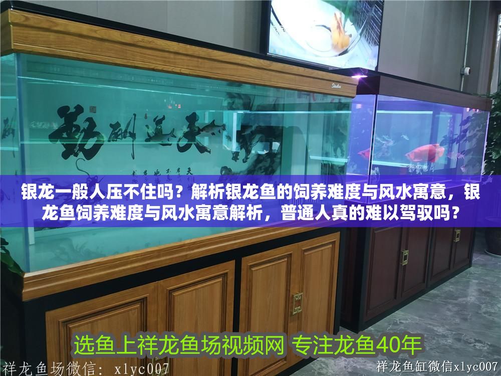 銀龍一般人壓不住嗎？解析銀龍魚的飼養難度與風水寓意，銀龍魚飼養難度與風水寓意解析，普通人真的難以駕馭嗎？