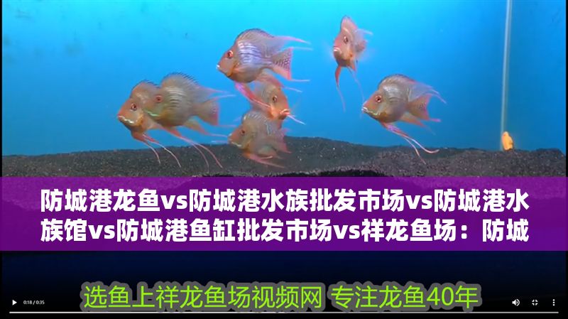 防城港龍魚vs防城港水族批發市場vs防城港水族館vs防城港魚缸批發市場vs祥龍魚場：防城港龍魚養殖技術防城港水族批發市場價格祥龍魚場口碑如何