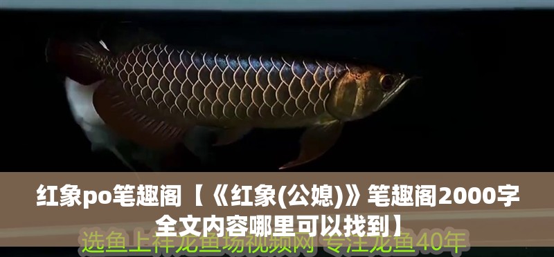 紅象po筆趣閣【《紅象(公媳)》筆趣閣2000字全文內容哪里可以找到】