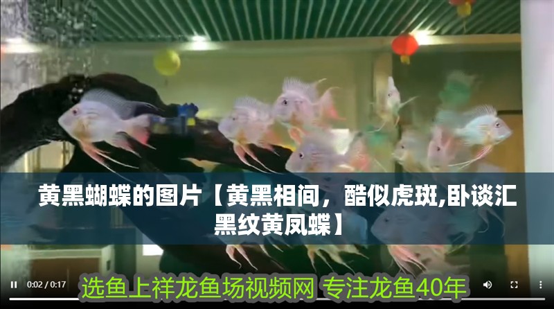 黃黑蝴蝶的圖片【黃黑相間，酷似虎斑,臥談匯黑紋黃鳳蝶】