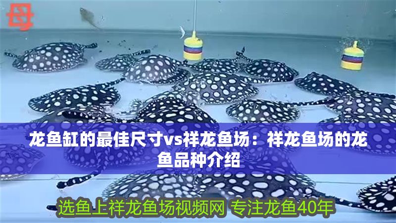 龍魚缸的最佳尺寸vs祥龍魚場：祥龍魚場的龍魚品種介紹