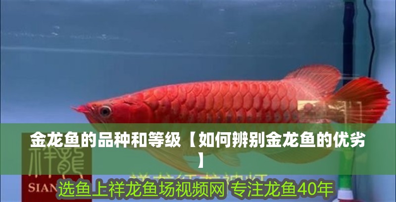 金龍魚的品種和等級(jí)【如何辨別金龍魚的優(yōu)劣】