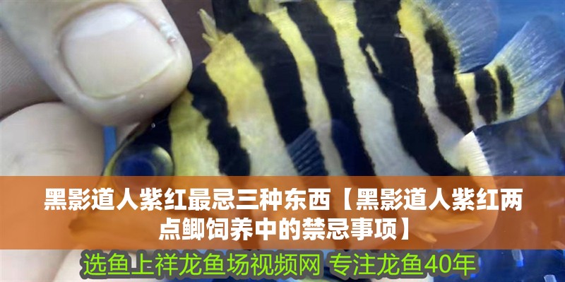 黑影道人紫紅最忌三種東西【黑影道人紫紅兩點鯽飼養中的禁忌事項】