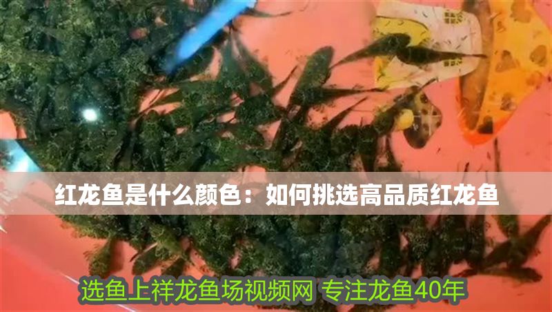 紅龍魚(yú)是什么顏色：如何挑選高品質(zhì)紅龍魚(yú)