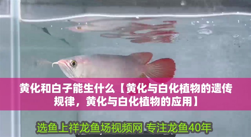 黃化和白子能生什么【黃化與白化植物的遺傳規律，黃化與白化植物的應用】