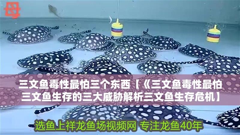 三文魚毒性最怕三個東西【《三文魚毒性最怕三文魚生存的三大威脅解析三文魚生存危機】
