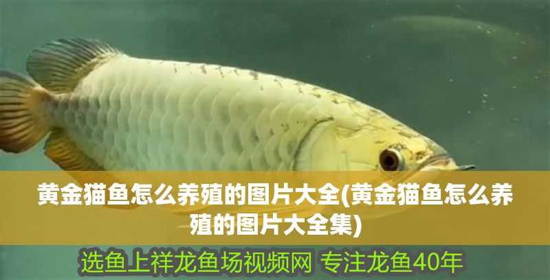黃金貓魚怎么養(yǎng)殖的圖片大全(黃金貓魚怎么養(yǎng)殖的圖片大全集)