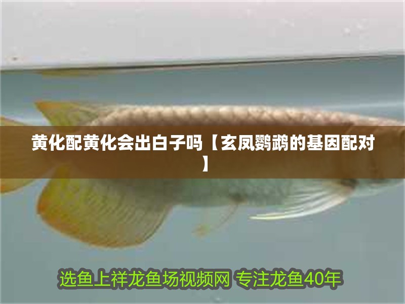 黃化配黃化會出白子嗎【玄鳳鸚鵡的基因配對】