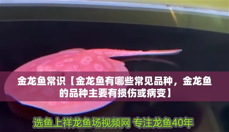 金龍魚常識【金龍魚有哪些常見品種，金龍魚的品種主要有損傷或病變】